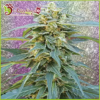 Semeno Dr. Krippling Seeds - D.K. Won 5 ks