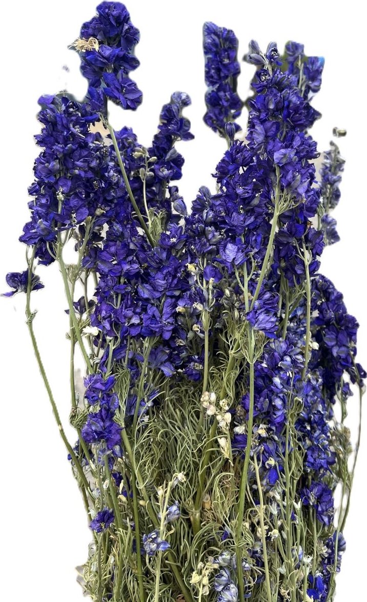 Delphinium consolida 1 kg modrá