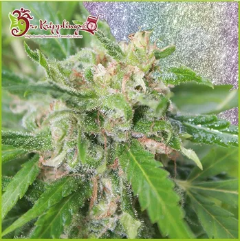 Semeno Dr. Krippling Seeds - Kripplicious 1 ks