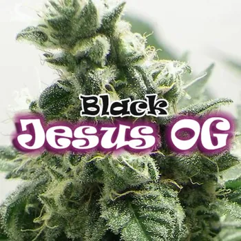 Semeno Dr. Underground - Black Jesus OG 2 ks