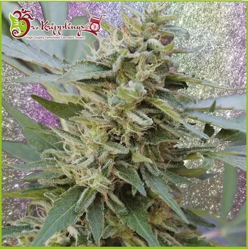 Semeno Dr. Krippling Seeds - S&M 1 ks