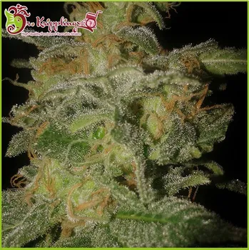 Semeno Dr. Krippling Seeds - Incredible Bulk Auto 1 ks