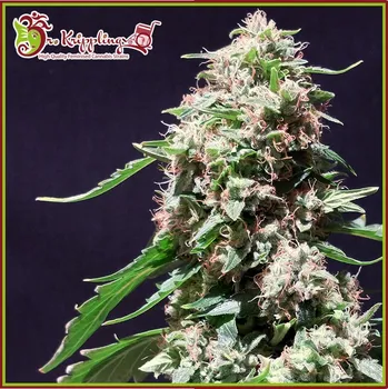 Semeno Dr. Krippling Seeds - Chocolate Zkittlez 1 ks