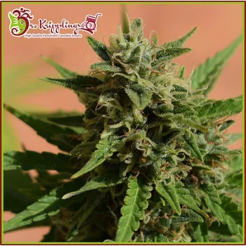Semeno Dr. Krippling Seeds - Mint Glacé XXL Auto 1 ks