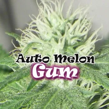 Semeno Dr. Underground - Auto Melon Gum 8 ks