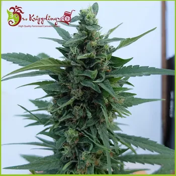 Semeno Dr. Krippling Seeds - OG Kush Auto 10 ks