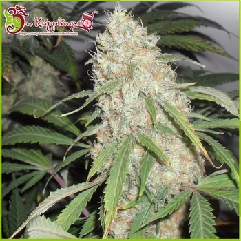 Semeno Dr. Krippling Seeds - Kripple Roulette 1 ks