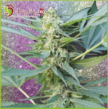 Semeno Dr. Krippling Seeds - Mango Chutney Auto 1 ks