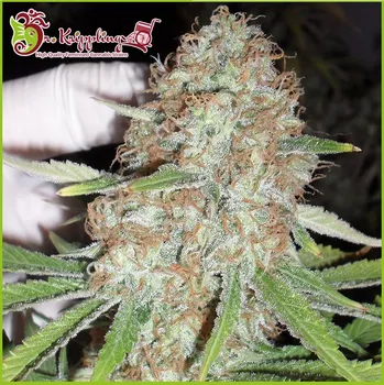 Semeno Dr. Krippling Seeds - Blue Kripple 1 ks