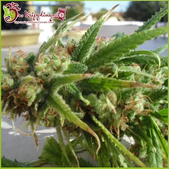 Semeno Dr. Krippling Seeds - Ganj-Nam Style 10 ks