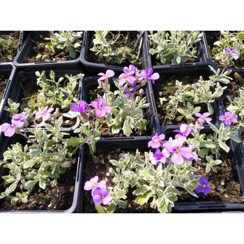 Semeno Tařička - Aubrieta hybr. 'Silberrand'