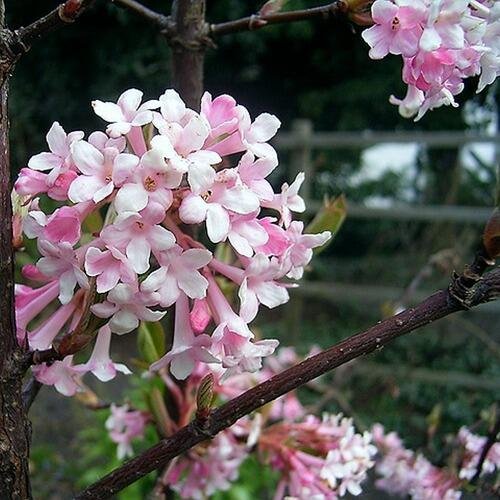 Kalina vonná - Viburnum farreri Kontejner o objemu 2 litry