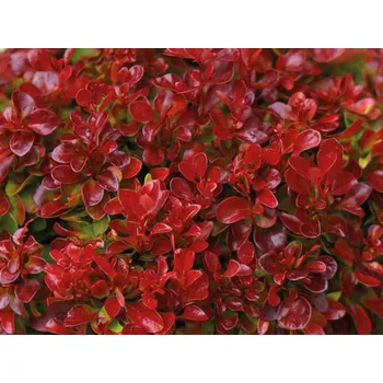 Sazenice Dřišťál Thunbergův 'Lutin Rouge' Balení: kontejner p9