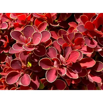 Sazenice Dřišťál Thunbergův 'Ruby Star' Balení: kontejner p9