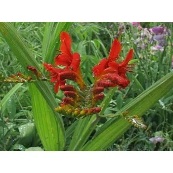 Sazenice Montbrécie 'Lucifer' - Crocosmia x crocosmiiflora 'Lucifer' Balení: kontejner C2
