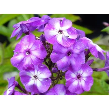 Sazenice Plaménka latnatá 'Little Laura' - Phlox paniculata 'Little Laura' Balení: kontejner p12