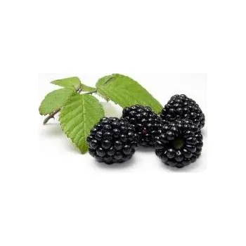 Ochucovací pasta Ostružina 100 g