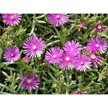 Sazenice Kosmatec cooperi - Delosperma cooperi Balení: kontejner p11