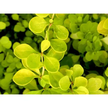 Sazenice Dřišťál Thunbergův 'Lime Star' Balení: kontejner p9