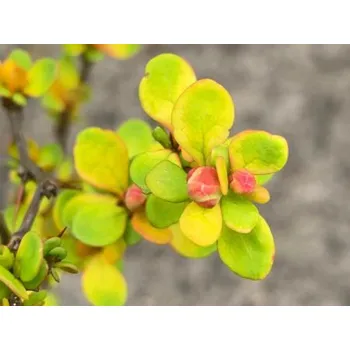 Sazenice Dřišťál Thunbergův 'Neon Gold' Balení: kontejner p9