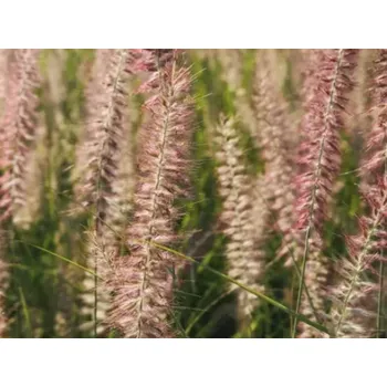 Sazenice Dochan 'Flamingo' - Pennisetum orientale 'Flamingo' Balení: kontejner p12