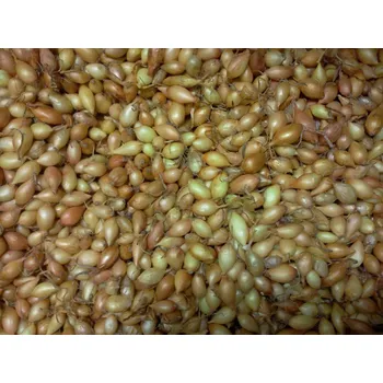 Semeno Sazečka cibule ozimá - Shakespeare Hmotnost: 1 kg