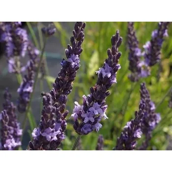 Sazenice Levandule prostřední 'Grosso' - Lavandula x intermedia 'Grosso' Balení: kontejner p9