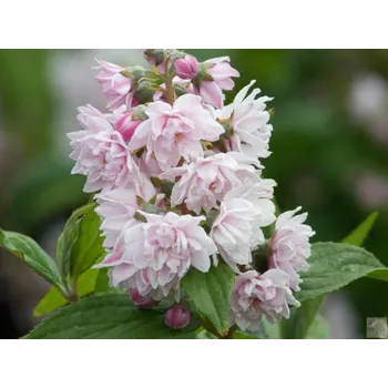 Sazenice Trojpuk 'Mont Rose' Balení: kontejner p9