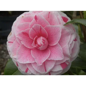 Sazenice Kamélie japonská 'Bonomiana' Balení: kontejner p9