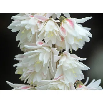 Sazenice Trojpuk drsný ' Rosea Plena' Balení: kontejner p9