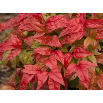 Sazenice Nandina domácí 'Fire Power' Balení: kontejner p9