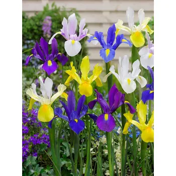 Semeno Mix kosatců 50 ks