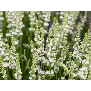 Sazenice Levandule úzkolistá 'Edelweiss' - Lavandula angustifolia 'Edelweiss' Balení: kontejner p9