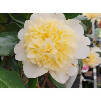 Sazenice Kamélie japonská 'Brushfield's Yellow' Balení: kontejner p9