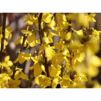 Sazenice Zlatice prostřední 'Minigold' Balení: kontejner p9