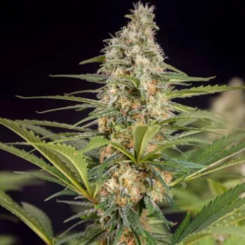 Semeno Doctors Choice - Cali Crasher 3 ks