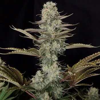 Semeno Doctors Choice - DC Kush 1 ks