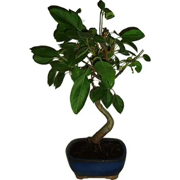 Sazenice Malus - Třešňoplodá jabloň 698