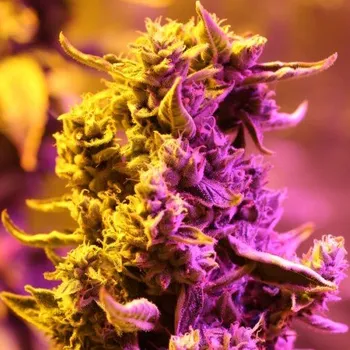 Semeno Doctors Choice - Doctors Choice #1 Auto 5 ks