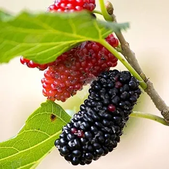 Sazenice Morus nigra 'Wellington' - moruše černá