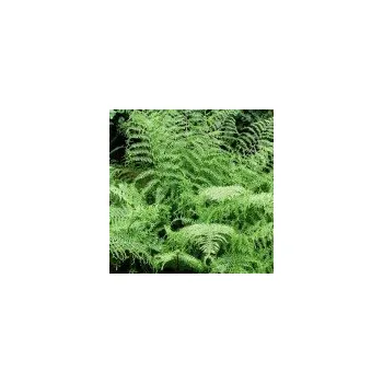 Sazenice Dryopteris filix mas Linearis Polydactylis