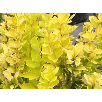 Sazenice Dřišťál Thunbergův 'Golden Pillar' Balení: kontejner p9