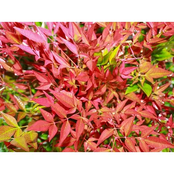 Sazenice Nandina domácí 'Obsessed' Balení: kontejner p12