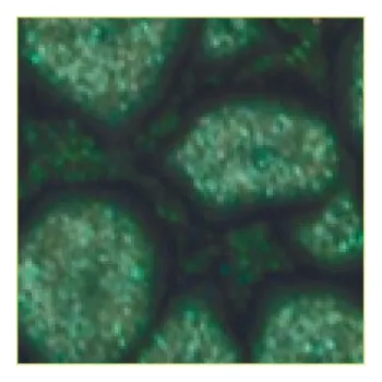 Výtvárné potřeby Barva Pébéo Fantasy Prisme 45ml – 29 Leaf