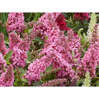 Sazenice Komule Davidova Butterfly Candy 'Little Bubblegum' Balení: kontejner p9