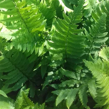 Sazenice Dryopteris cycadina (syn. atrata)