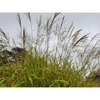 Sazenice Ozdobnice čínská 'Red Tower'- Miscanthus sinensis 'Red Tower' Balení: kontejner p9
