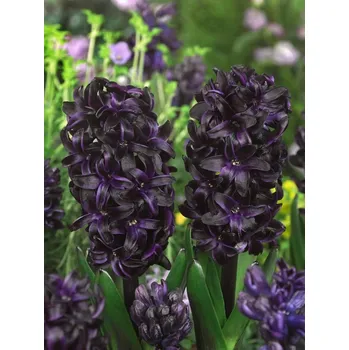Cibulovina Hyacint Dark Dimension 3 ks