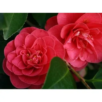 Sazenice Kamélie japonská 'Lady Campbell' Balení: kontejner p9