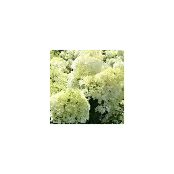 Sazenice Hydrangea paniculata Bobo 30/40 cm